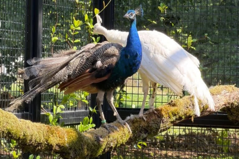 India gifted five young peacocks to the United Nations Office at Geneva (UN Geneva), Switzerland